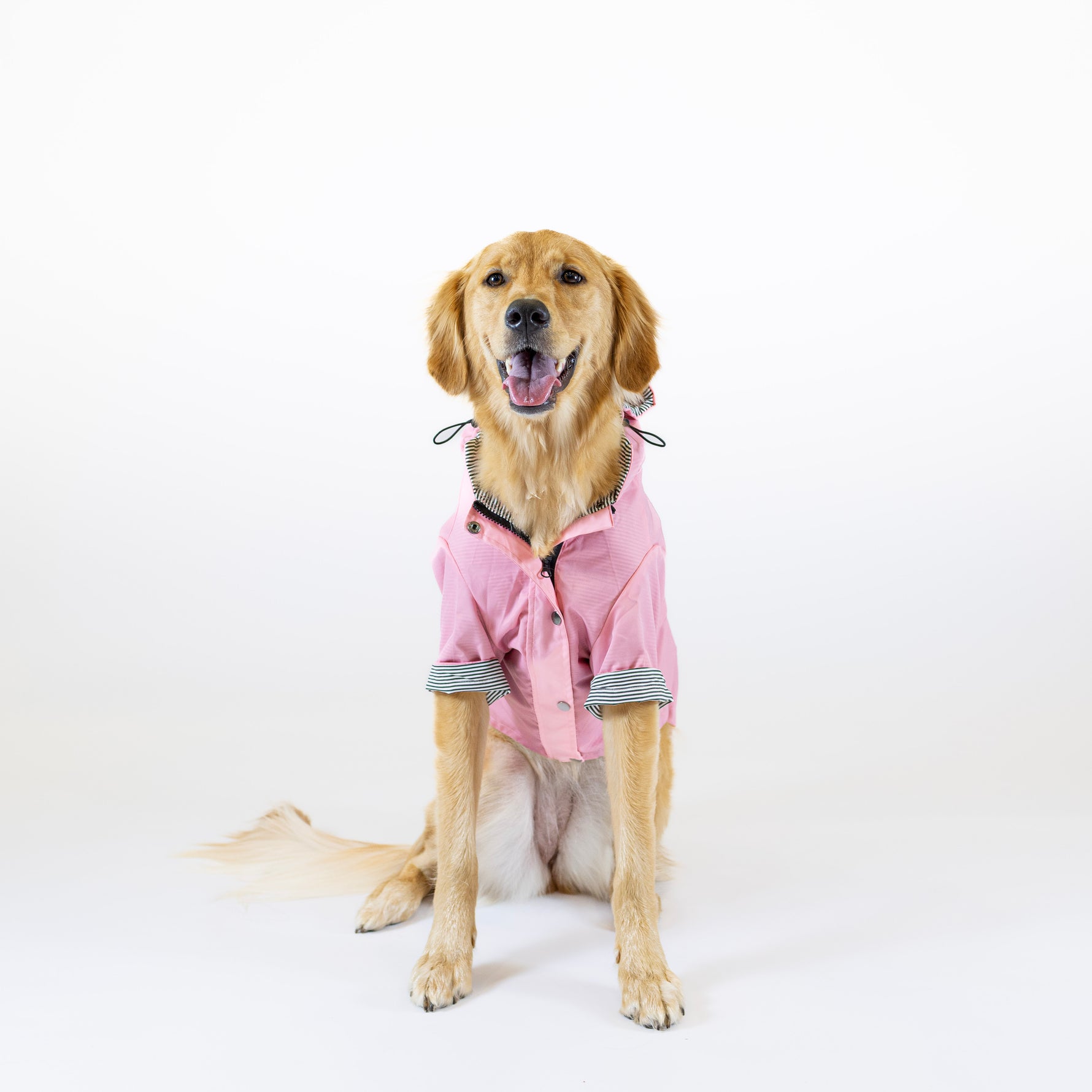 Dog wearing a pink raincoat on a white background