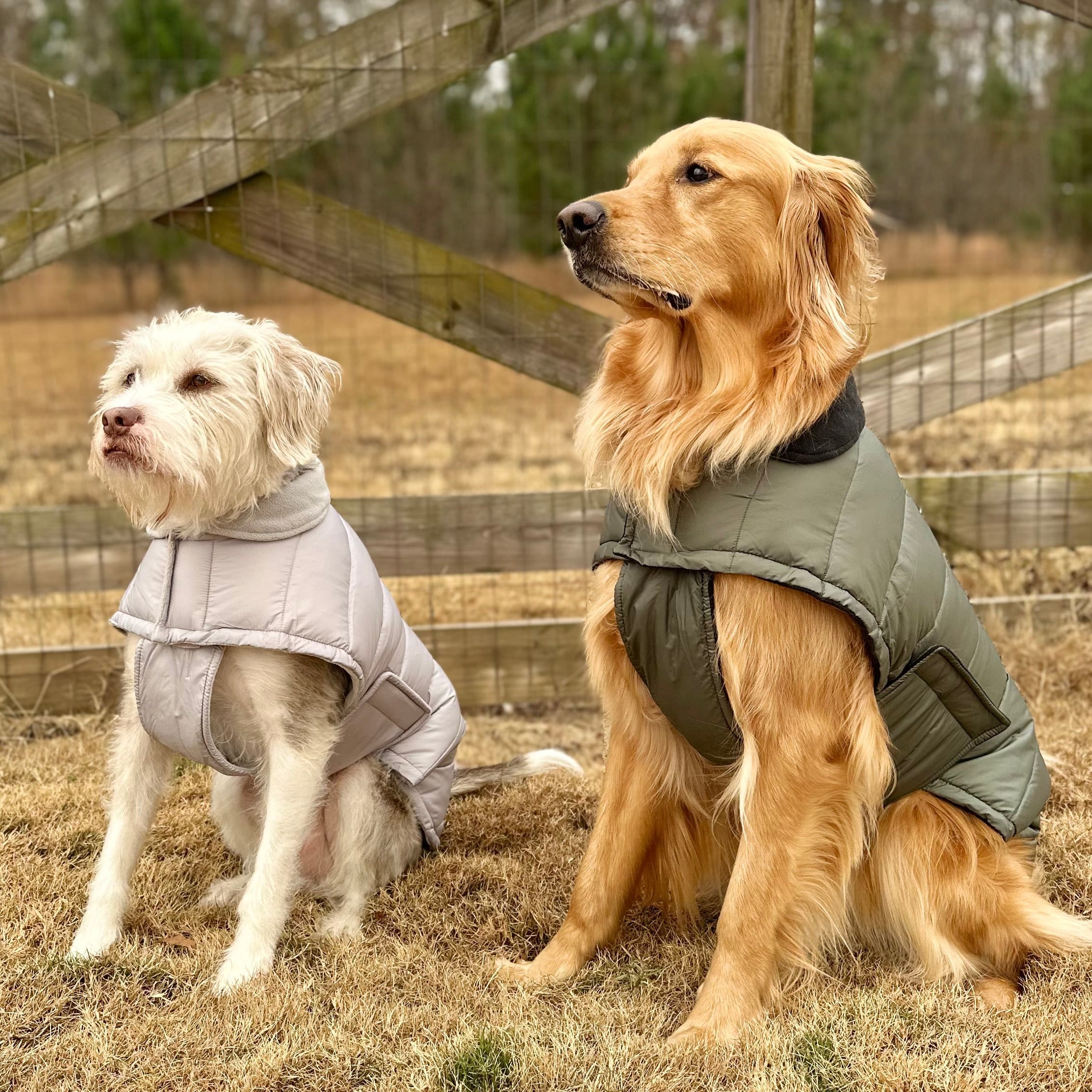 Teddy's Jackets – AGuyandAGolden