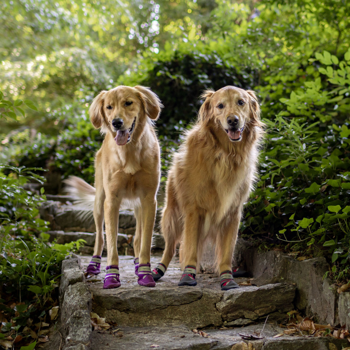 Two golden dogs wearing protective dog shoes standing on stone steps with a green, leafy background