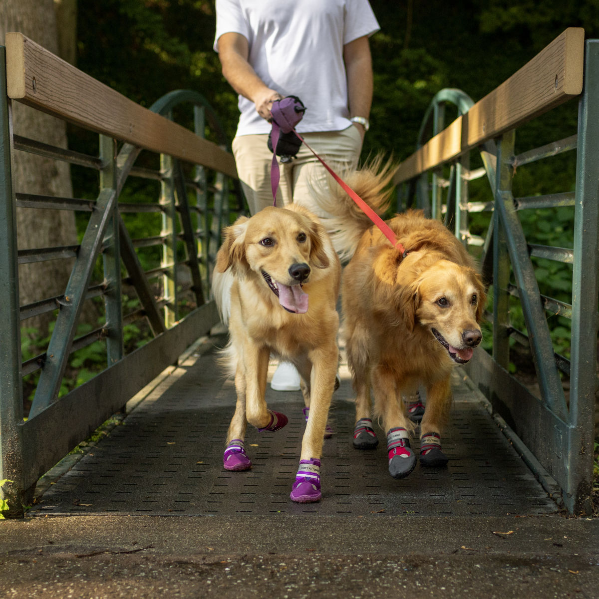 Two dogs wearing protective dog shoes walking on a bridge with a person in the background