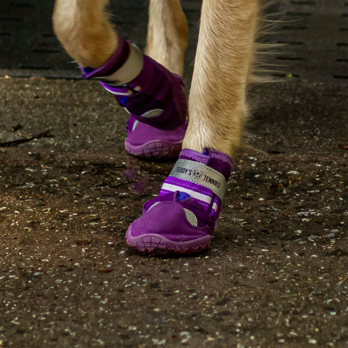 Purple protective dog boots on a dog's legs on a dirt ground