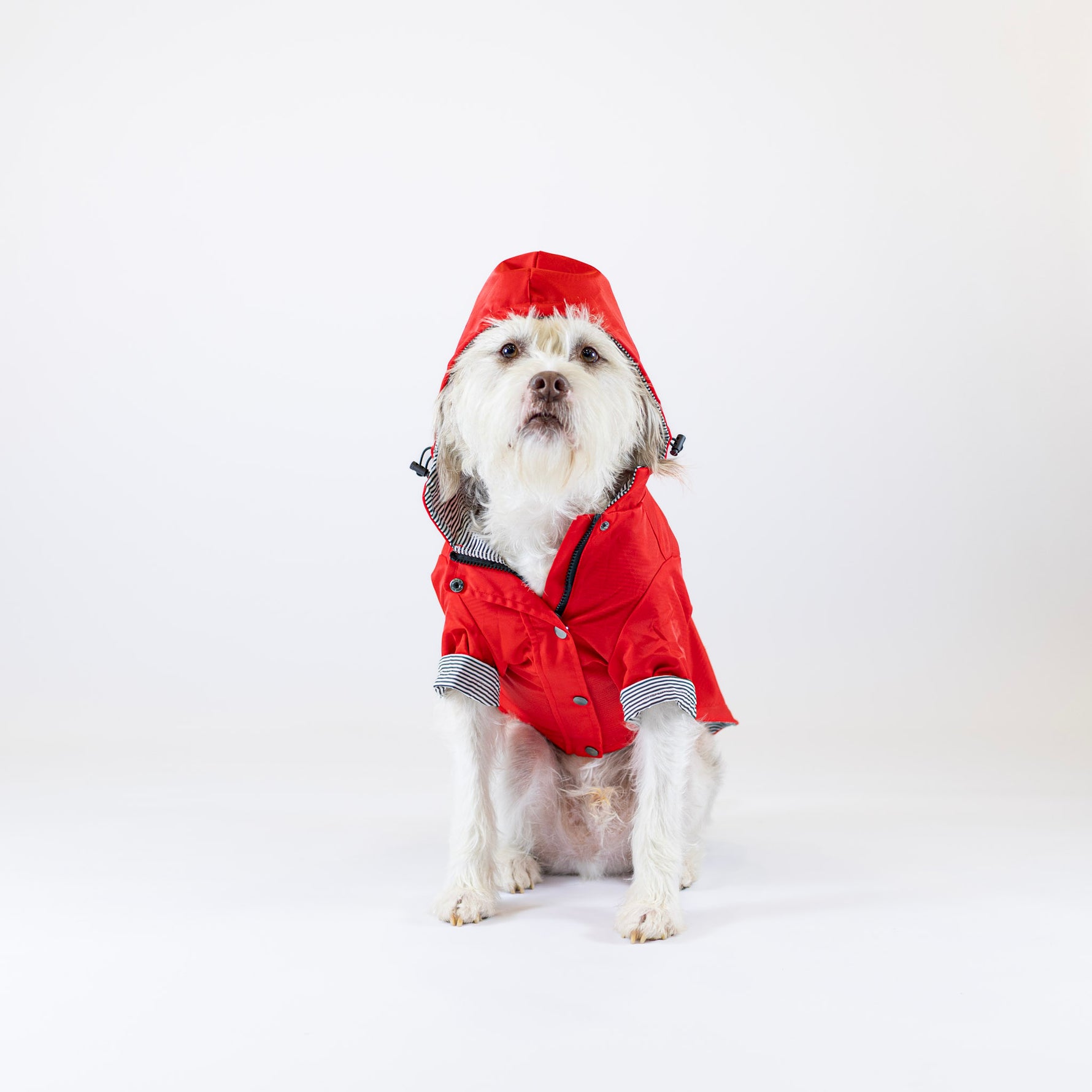 Dog wearing a red raincoat with a hood on a white background