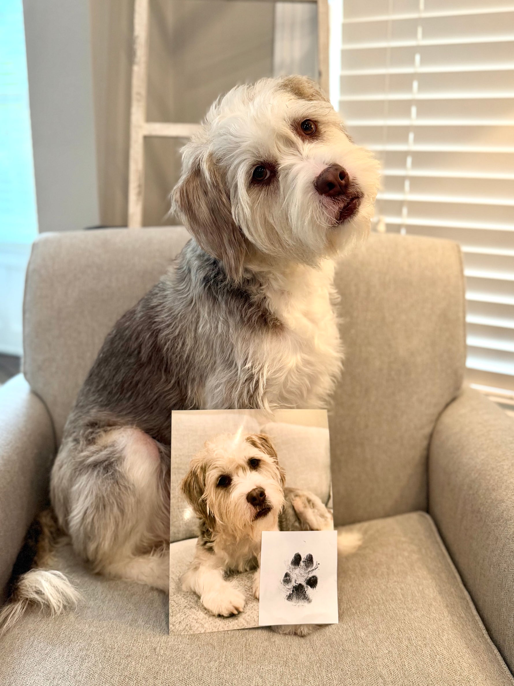 Dog sitting on a couch with a photo of itself and a paw print card