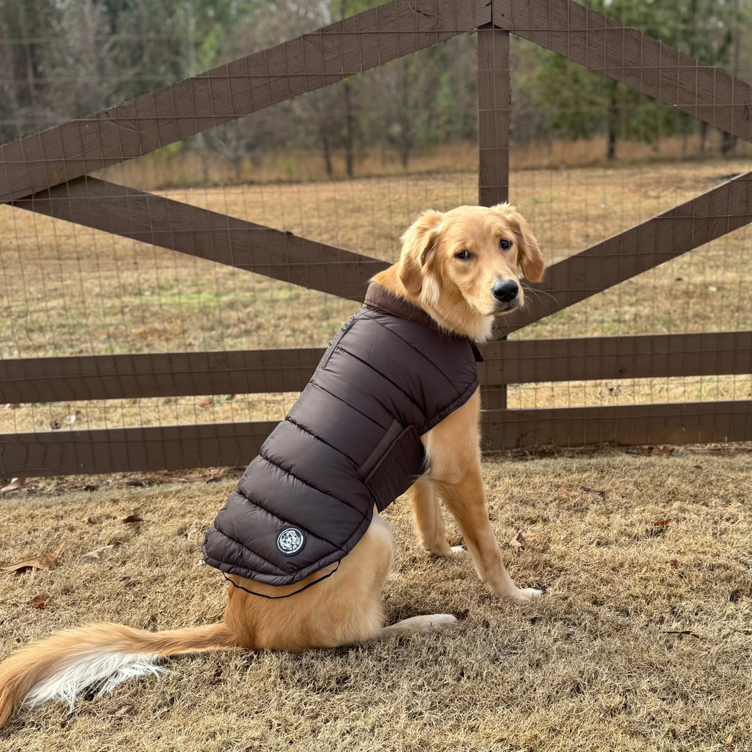 Dog wearing a black puffer vest sitting in front of a wooden fence.