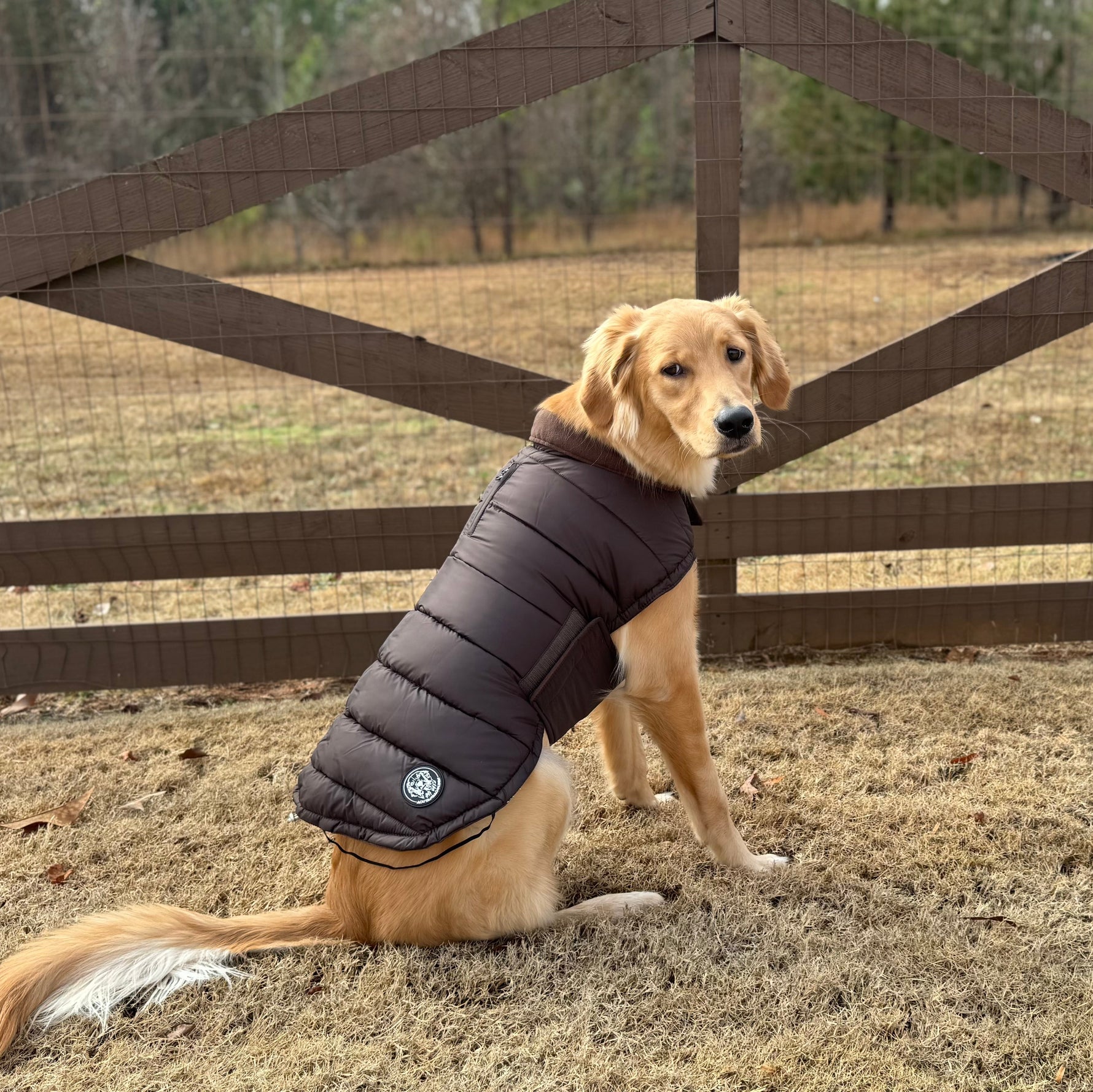 Dog wearing a black puffer vest sitting in front of a wooden fence.