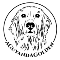 AGuyandAGolden