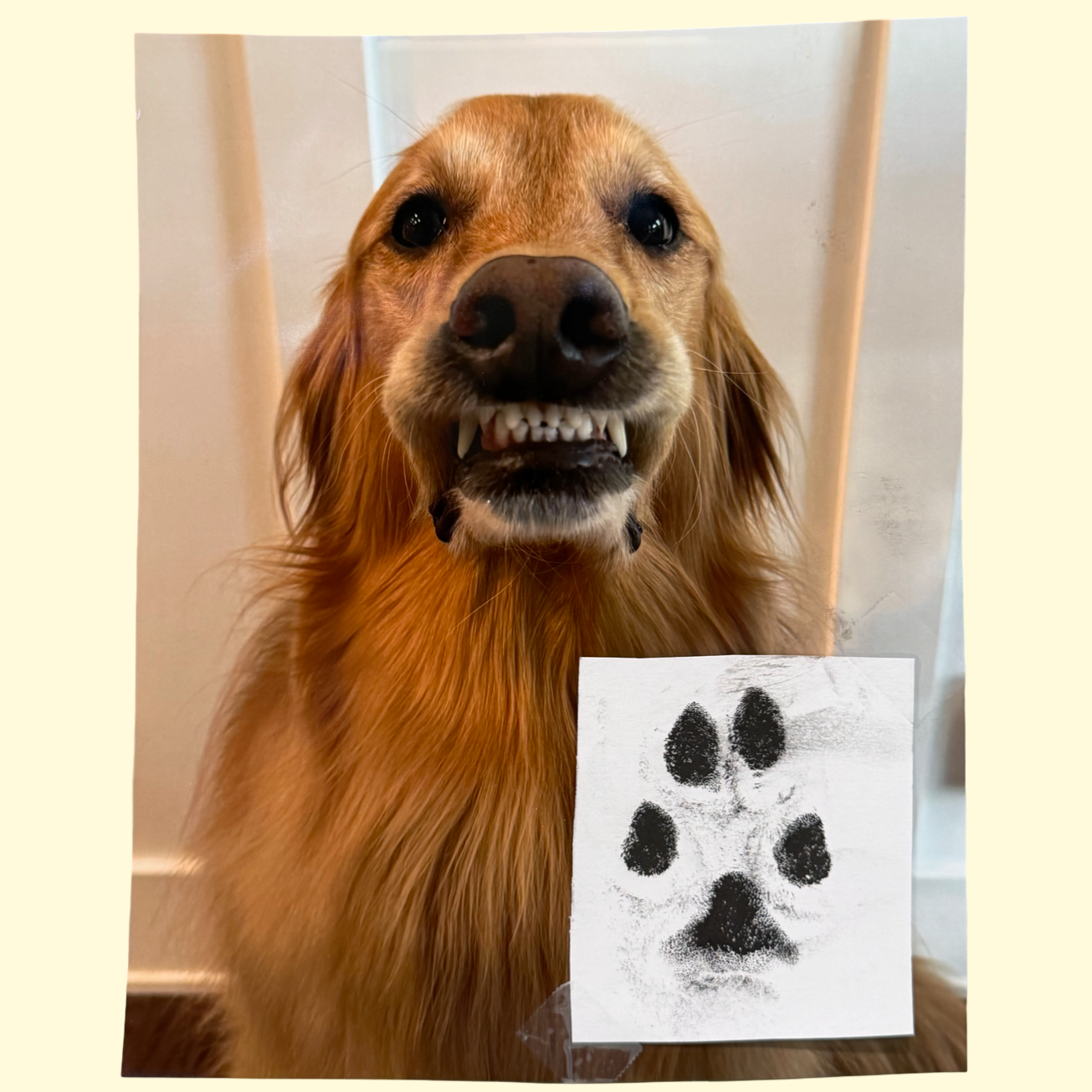 Teddy “Pawtographed” 8x10 Print. (Read Description)