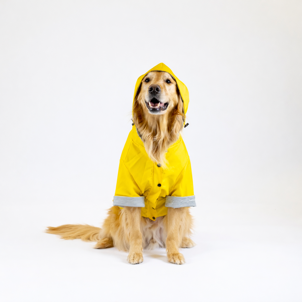 Dog wearing a yellow raincoat on a white background