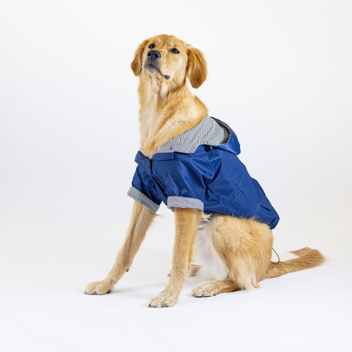 Dog wearing a blue raincoat on a white background