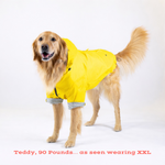 Dog wearing a yellow raincoat on a white background