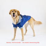 Dog wearing a blue coat on a white background