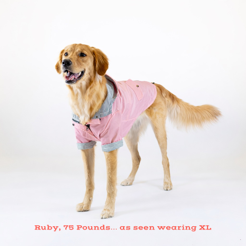Dog wearing a pink coat on a white background