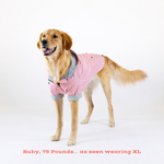 Dog wearing a pink coat on a white background