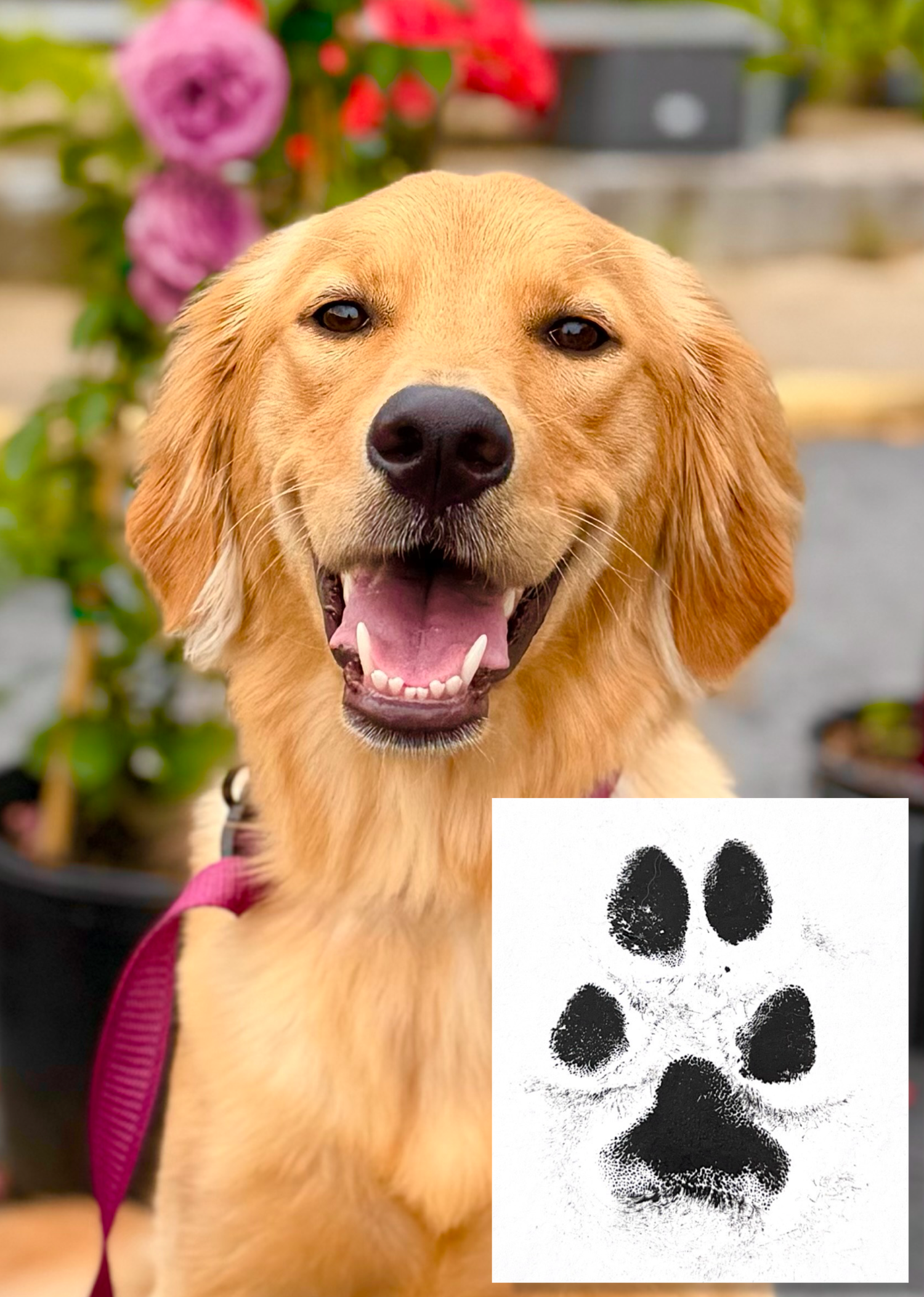 Roo “Pawtographed” 8x10 Print. (Read Description)