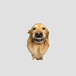 Cropped picture of a golden retriever smiling on a gray background