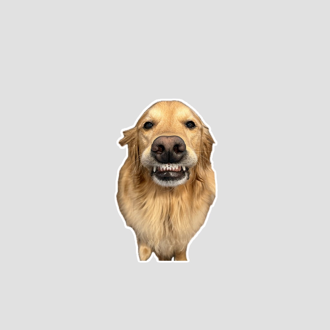 Cropped picture of a golden retriever smiling on a gray background