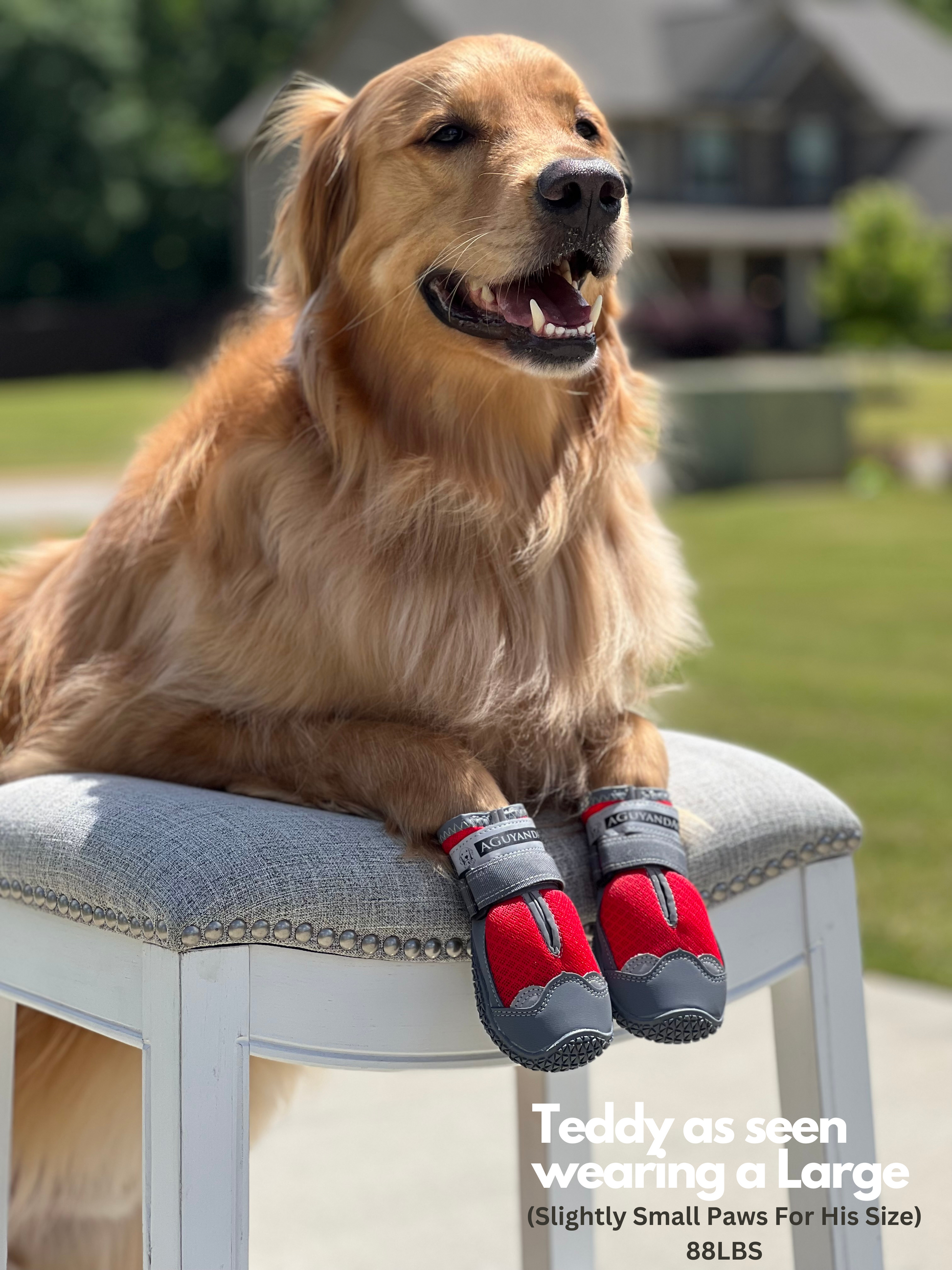Teddy's Tennies Dog Shoes – AGuyandAGolden